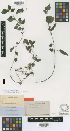 Bohemeria repens (Griseb.) Wedd. var. major Wedd.