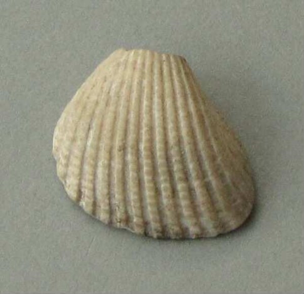 Muschelschale