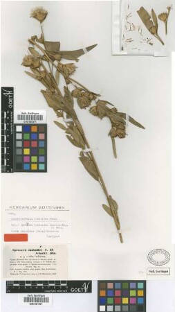 Inula inuloides (Fenzl) Grierson [isotype]