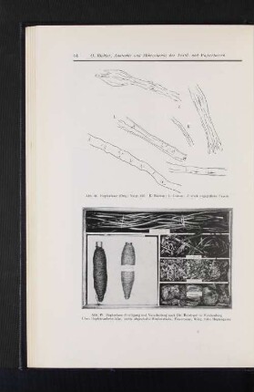 Abb. 48 Hopfenfaser (Orig.) Vergr. 430 K=Knoten; L=Lumen; Z=stark angegriffene Fasern Abb. 49 Hopfenfaser-Freilegung und Verarbeitung nach Dir. Reinhardt in Reichenberg Oben Hopfenrankenstücke, rechts abgeschalte Rindenstücke, Fasermasse, Werg, links Hopfengarne