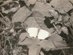 Europa. Großer Kohlweißling (Pieris brassicae), Falter