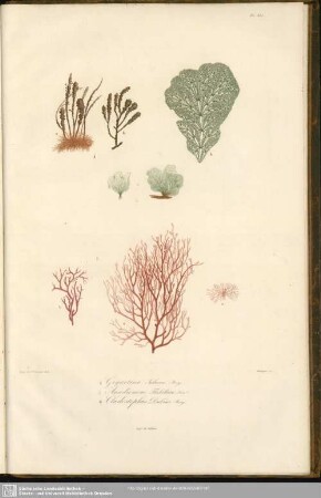 Fig. 4. Gigartina Julacea, Bory. Fig. 5. Anadiomene Flabellata, Lamx. Fig. 6. Cladostephus Dubius, Bory