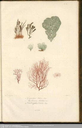 Fig. 4. Gigartina Julacea, Bory. Fig. 5. Anadiomene Flabellata, Lamx. Fig. 6. Cladostephus Dubius, Bory