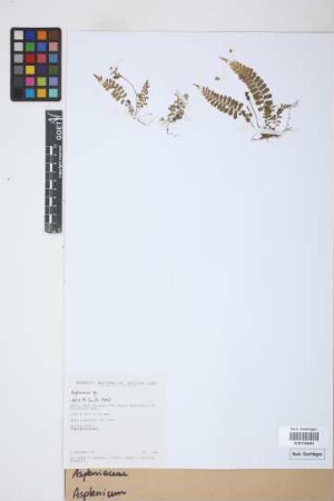 Asplenium spec.