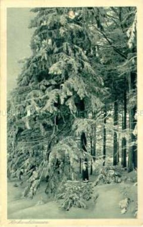 Verschneite Hochwaldtannen