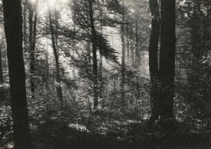 Leipziger Auenlandschaft der Luppe. Naturnaher Auwald im Leutzscher Holz