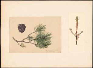 Blüte und Fruchtstand einer Arve: Ansicht