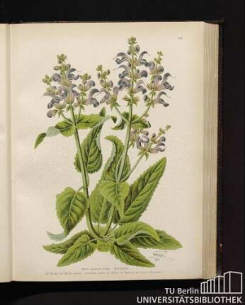 Salvia pratensis Linné. Feld-Salbei.