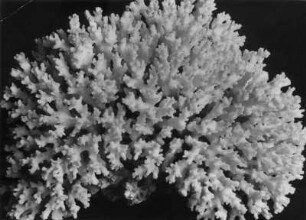 Madrepora corymbosa, Steinkoralle, Hexacorallia, Rotes Meer