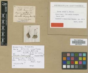 Bryum capillare Hedw. var. cymbifolium Hook.f. & Wilson[type]