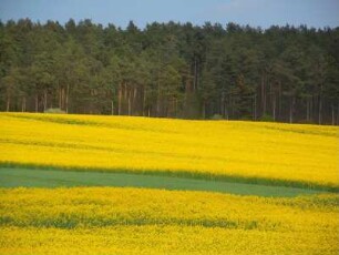 Rapsfeld im Vorharzgebiet : Blühendes Rapsfeld im Vorharzgebiet bei Quedlinburg, aufgenommen am 27. April 2012