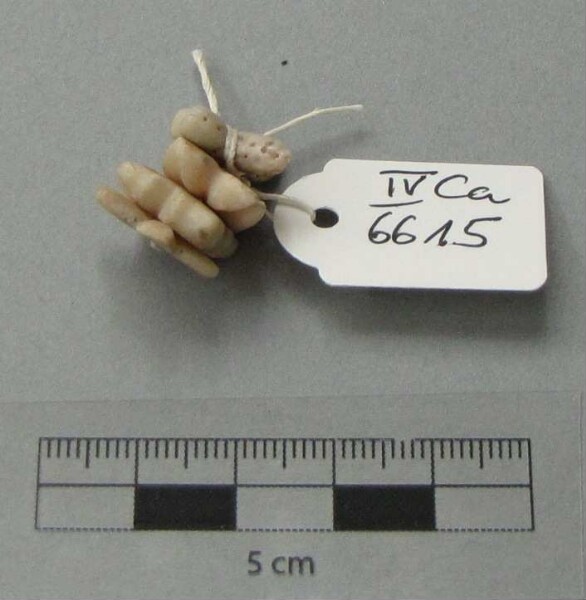 Conseil en ornementation de coquillages