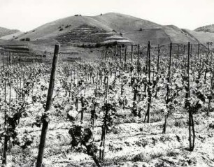 Weinanbau am Badberg bei Oberbergen im Kaiserstuhl