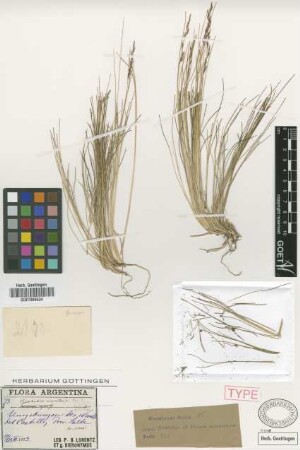 Pipdtochaetium mucronatum Griseb. [holotype]