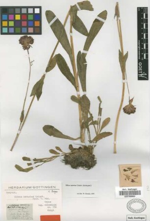 Silene asterias Griseb. [holotype]