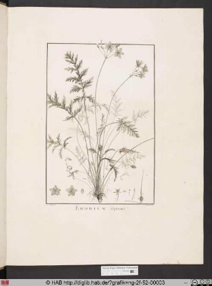 ERODIUM alpinum [Storchenschnabelgewächs].