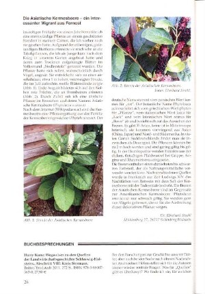 Abb. 2: Beeren der Asiatischen Kermesbeere. Fotos: Eberhard Strehl.