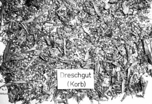 Mais-Dreschgut