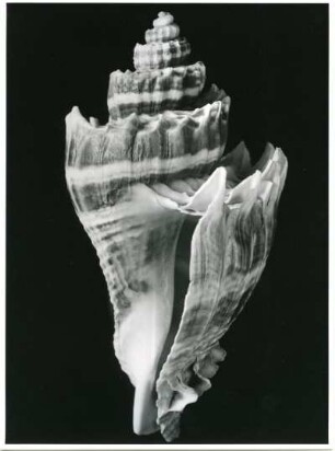 Tyrula corona, Westindien