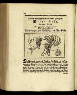 Zweites Geschlecht der vielchalichten Conchylien. Meereicheln.