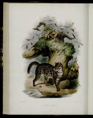 [XXIV.] Felis Scripta