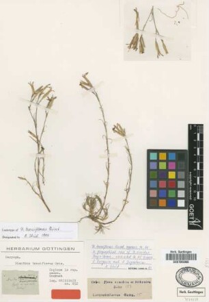 Dianthus tenuiflorus Griseb. [lectotype]