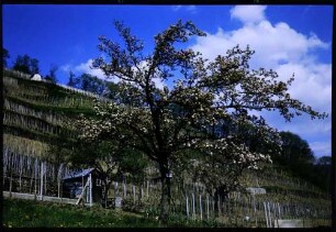 Glottertal, Oberglottertal: Blütenbaum vor Weinberg