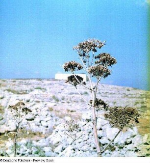 Kümmel (Carum carvi)