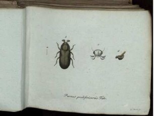 Parnus prolifericornis Fabr. - Chrysoomela Carifex Fabr.