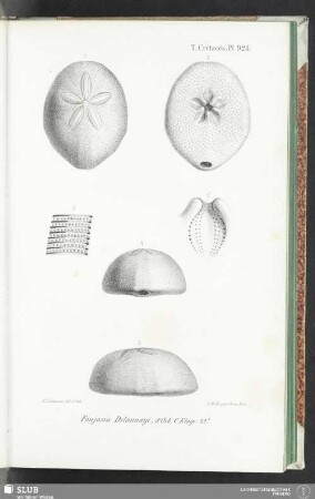 Pl. 924