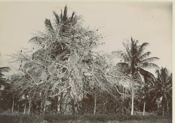 Affenbrotbaum und Palmen