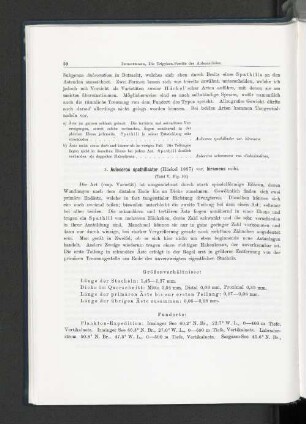 1. Auloceros spathillaster (Häckel 1887) var. biramus mihi.