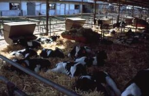 Fotografie: Tierproduktionsverfahren, Kalb, Gruppenhaltung, Tieflaufstall