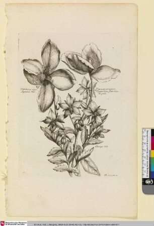 Helleborus niger Legitimus Clus.; Papauer erraticum Pyrenaicum flore luteo B. prod.