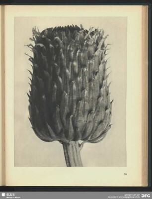 Crisium canum