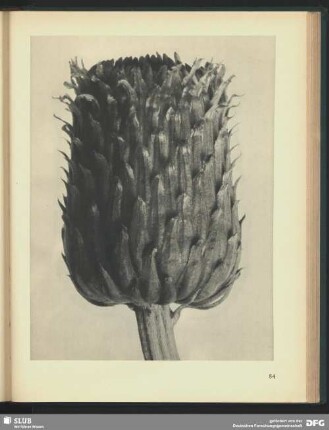 Crisium canum