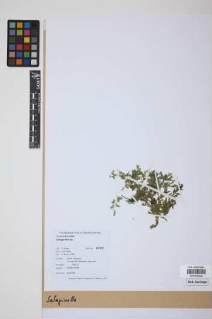 Selaginella P. Beauv.