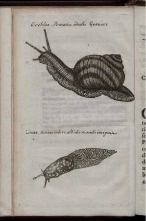 Cochlea Pomatia, edulis Gesneri.