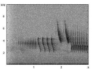 Buchfink | Fringilla coelebs - Gesang