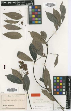 Pycnobotrya multiflora Stapf [isotype]