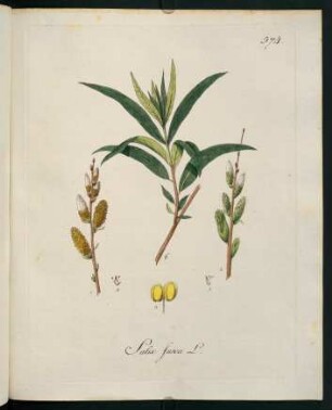Salix fusca L.