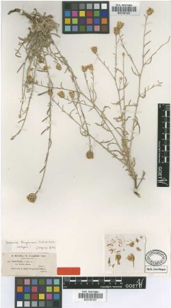 Centaurea alba L. var. Not on Sheet foliolis ciliatis