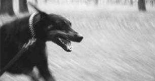 Dobermann