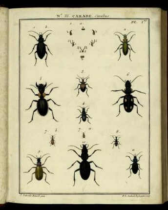 No. 35 [bis] N. 65. [siehe arabische Paginierung]