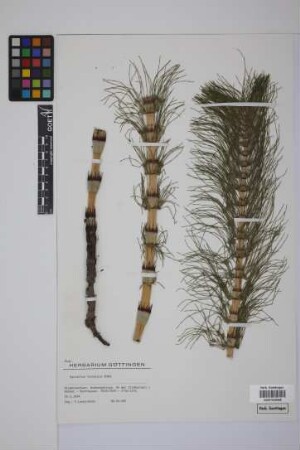 Equisetum telmateia telmateia Ehrh.