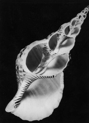 Triton tritonis (Tritonshorn), Längsschnitt