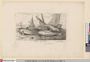 Rubellio, Le Rouget