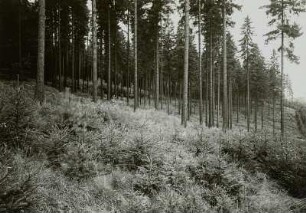 Forstwirtschaft im Erzgebirge. Zöblitz. Verjüngungsklasse. Jungwuchs von Fichte mit Kiefer und Birke