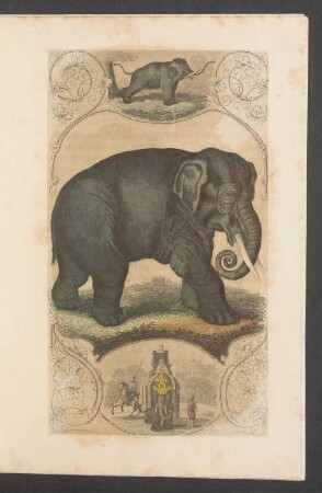 Tafel: [Der Elephant.]