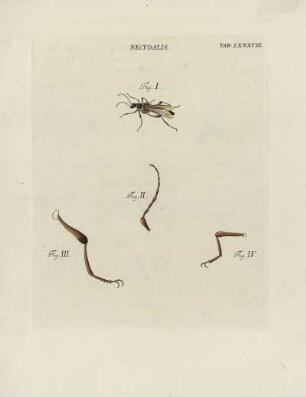 Tab. LXXXVIII.